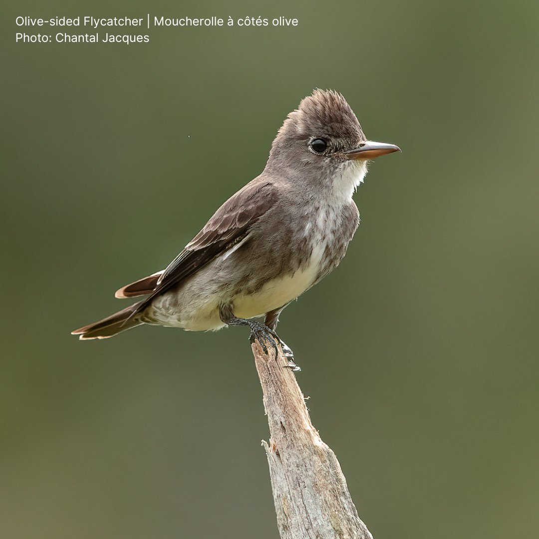 As 2024 draws to a close, we reflect on our Avian Ambassador for the year—the Olive-sided Flycatcher, whose diplomatic mission began way back in May when they first arrived in Canada. They brought us an urgent message: tinyurl.com/5fxdtah2