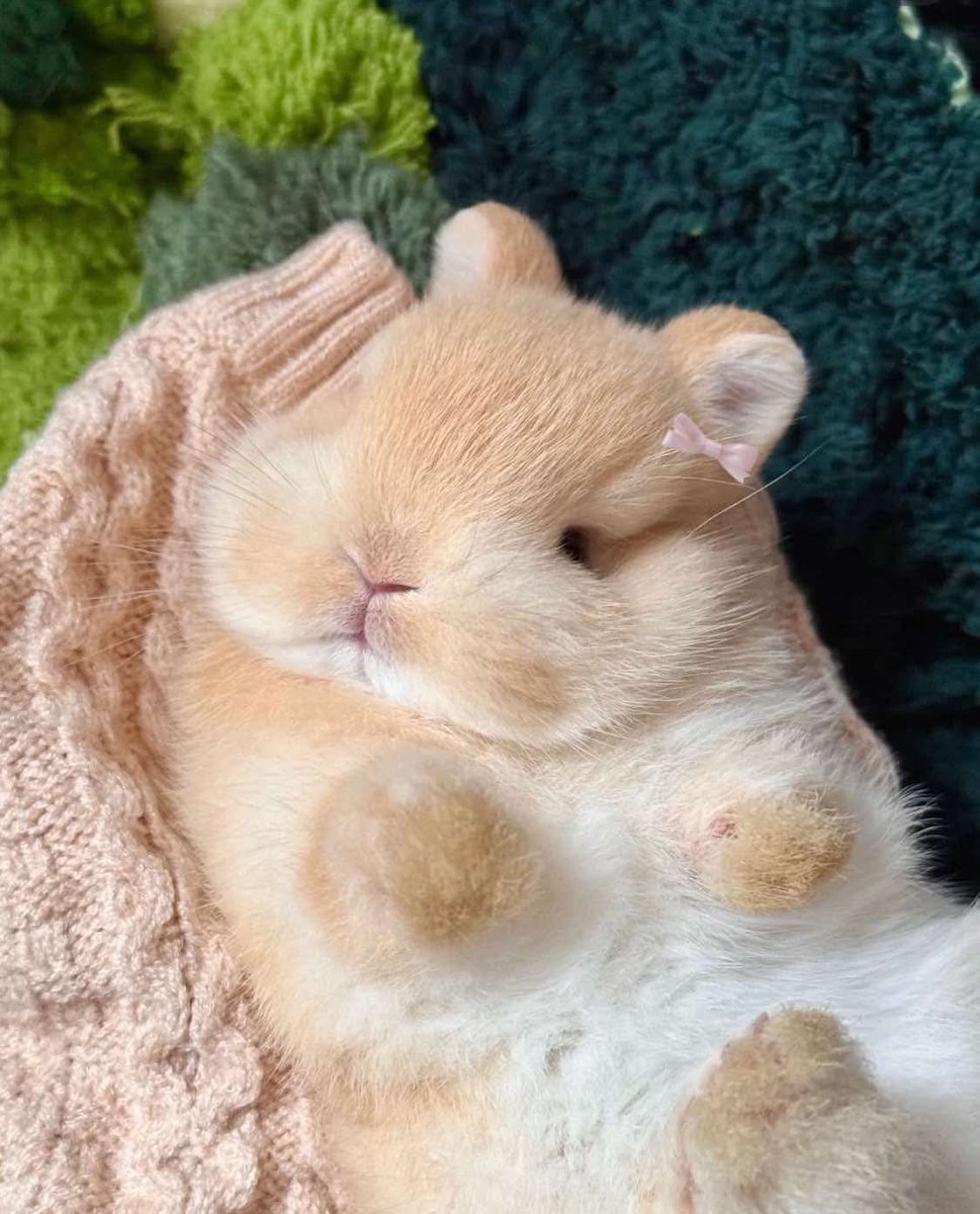 bunnies with bows (@bunnieswbows) on Twitter photo 