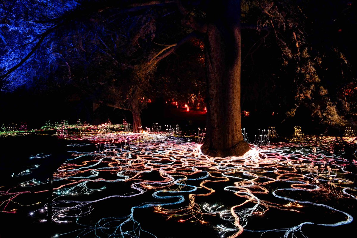 🎄CHRISTMAS AT THE BOTANICS ⭐️Stevie Thompson's Mycelium Network is one of the highlights on this year's trail. #gosee #Edinburgh #fungi #ChristmasIsComing <a href="/Customfibre/">Stevie Thompson </a> 
📷 Kat Gollock