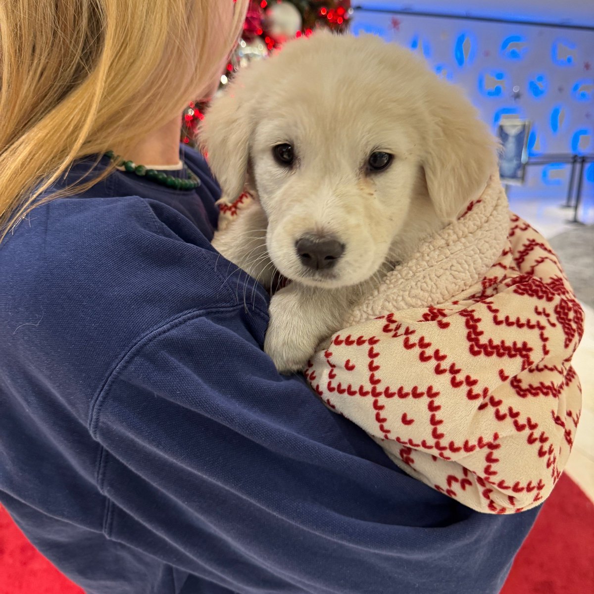 Operation Kindness (@opkindness) on Twitter photo Meet Balanced Piranha❤️
Don't let the name fool you—this adorable little pup is all love and cuddles!
Come meet Balanced Piranha and other adoptable pets at our adoption kiosk at <a href="/GalleriaDallas/">Galleria Dallas</a>, located on Level 1 near Banana Republic and SNOWDAY. Meet Balanced Piranha❤️
Don't let the name fool you—this adorable little pup is all love and cuddles!
Come meet Balanced Piranha and other adoptable pets at our adoption kiosk at <a href="/GalleriaDallas/">Galleria Dallas</a>, located on Level 1 near Banana Republic and SNOWDAY. 