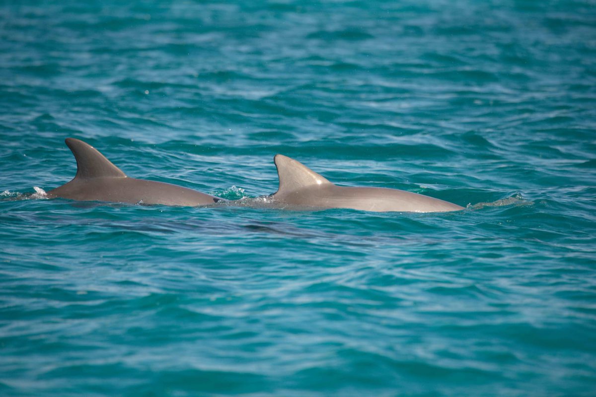 We are back in the Sea of Abaco assessing the current status of the dolphin population impacted by hurricane Dorian. We encountered 15 individual animals. There were three mother-calf pairs and eight of the dolphins are in our catalogue, one first documented here in 1992!