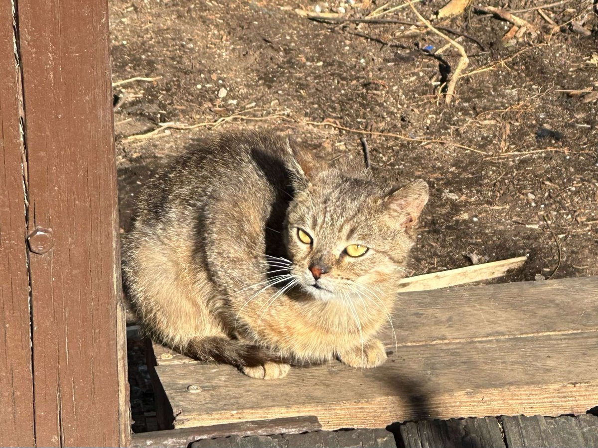 Our Building Trades students (Advanced Construction and GreenBuild) brought their A-game this week, showcasing their construction skills on the worksite. 💪🏾

But guess what? 🐾 We had some surprise visitors stop by!
➡️ Look to find out who! 👀