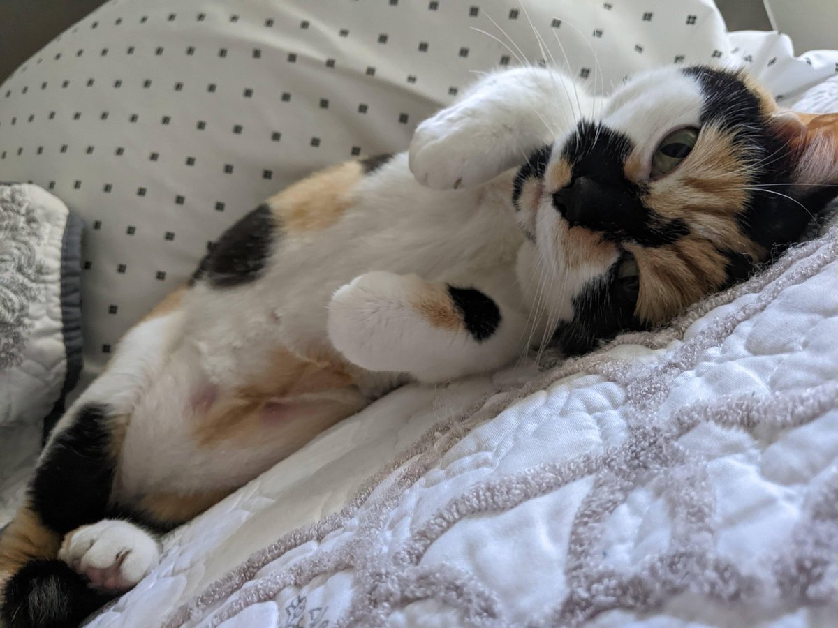 holopleather's tweet photo. (cw animal death, loss)
Those who have followed me for a while might be familiar with this face. This is Callie. My parents adopted her in 2011 as a kitten. Unfortunately, she passed this morning. https://t.co/n6lVqU5nkP