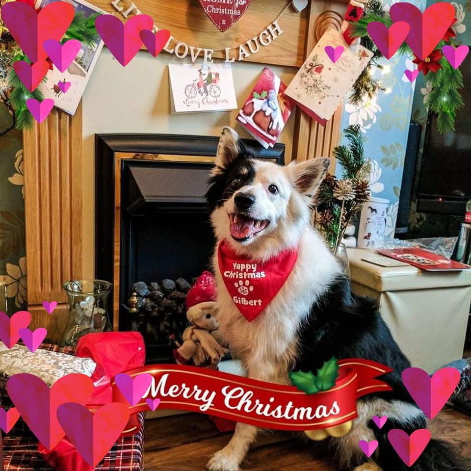 OurGilbert1960's tweet photo. Gilbert has pride of place on the Christmas tree. I'm going to miss him opening his own presents (and ours if he got the chance 🤣) https://t.co/zezugKIrnR