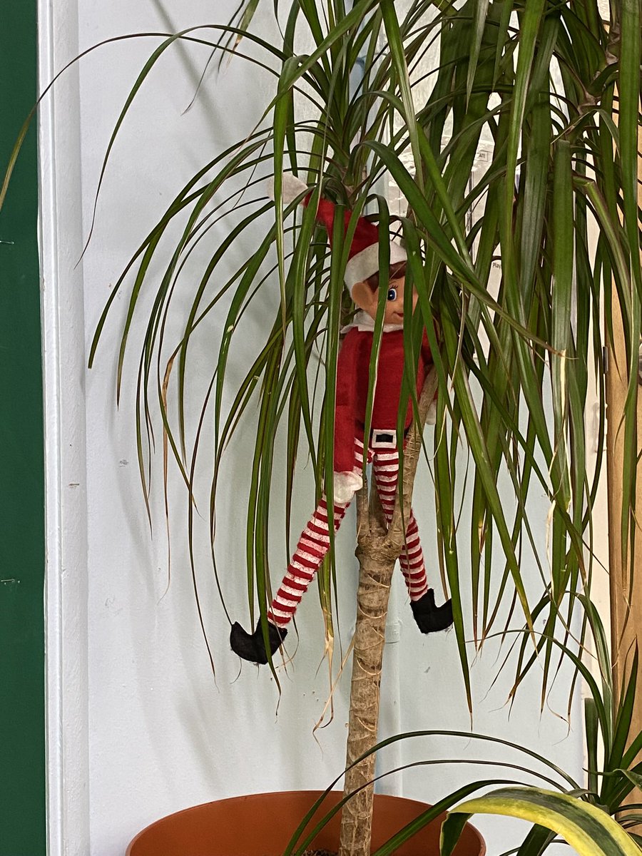 Redbpef's tweet photo. Today, Elfie hid in one of our plants. You’re dressed in the wrong colour for camouflage, Elfie! @BPEFschools https://t.co/67CoyhwuRg