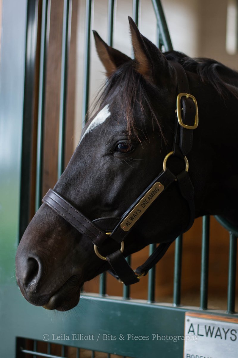 _Leila_Elliott_'s tweet photo. A very rough day in horse racing as it is announced that 2017 @KentuckyDerby winner #AlwaysDreaming has died due to complications from colic in Oklahoma. 💔
https://t.co/nheZTAtKmG https://t.co/stRs3XiQwm