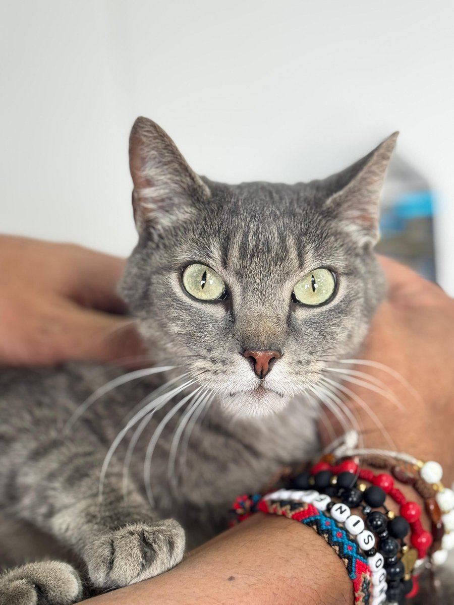 BomberosBogota's tweet photo. Nuestros bomberos han rescatado a una adorable gatita, que está en busca de su hogar. Si la reconoces o crees que puede ser tu compañera perdida, te invitamos a acercarte a nuestra estación de Puente Aranda.  

¡Ayúdanos a que esta historia tenga un final feliz! 🐱✨ https://t.co/tYhZy7WFve