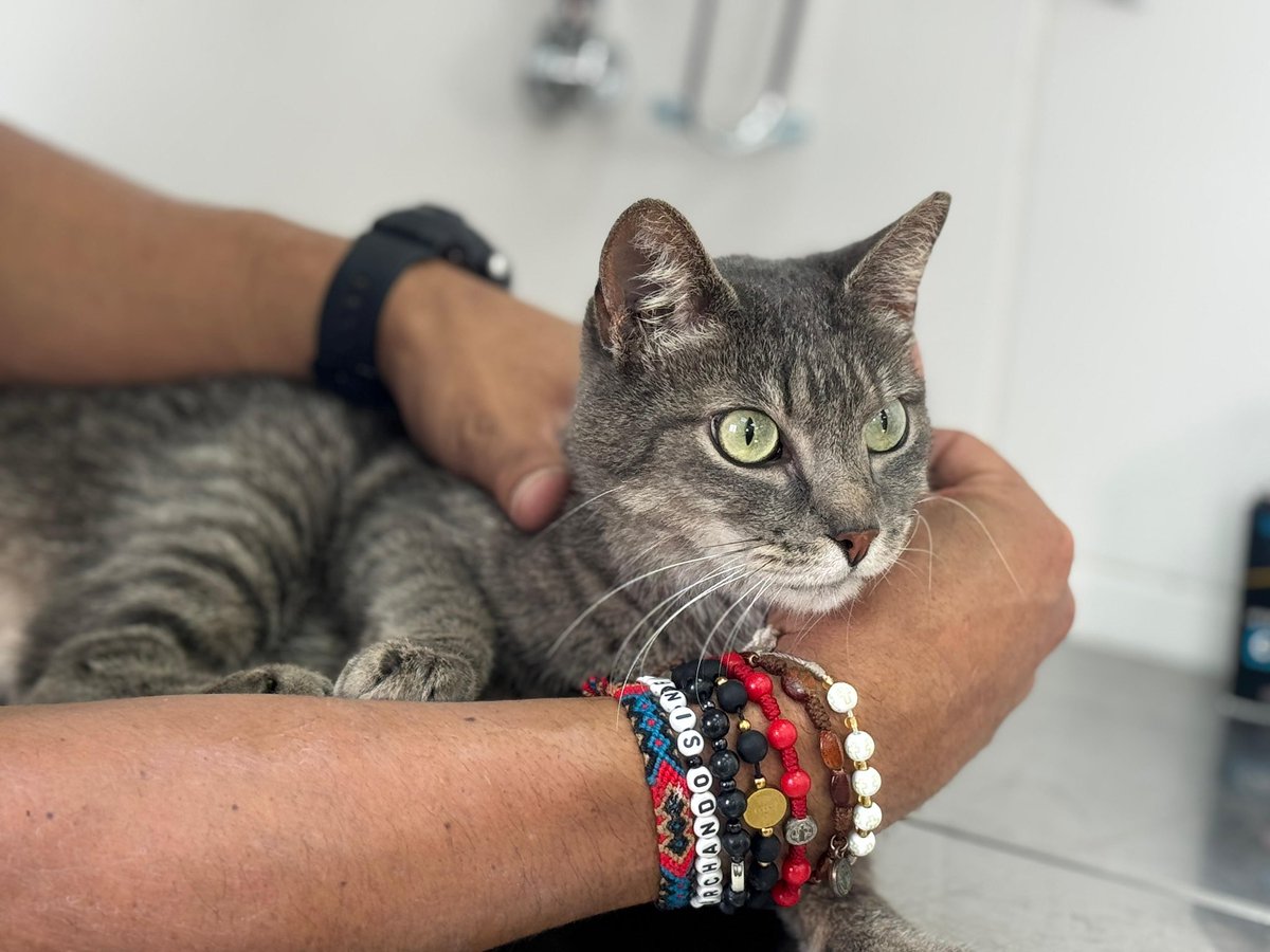 BomberosBogota's tweet photo. Nuestros bomberos han rescatado a una adorable gatita, que está en busca de su hogar. Si la reconoces o crees que puede ser tu compañera perdida, te invitamos a acercarte a nuestra estación de Puente Aranda.  

¡Ayúdanos a que esta historia tenga un final feliz! 🐱✨ https://t.co/tYhZy7WFve