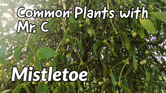 RogietPrimary (@rogietprimary) on Twitter photo Join Mr.C as he takes to the trees to explore Mistletoe, a fascinating but poisonous symbol of Christmas.
Click on the link π
youtu.be/KlFjnSRBSrA
<a href="/LtL_News/">Learning through Landscapes</a> <a href="/_OLW_/">DysguAwyrAgoredCymru/OutdoorLearningWales</a> @WoodlandTrust @CoedCadw @thekentacorn <a href="/WTWales/">Wildlife Trusts Wales</a> <a href="/RobPennWildwood/">Robert Penn</a> <a href="/MillardWill/">Will Millard</a> Join Mr.C as he takes to the trees to explore Mistletoe, a fascinating but poisonous symbol of Christmas.
Click on the link π
youtu.be/KlFjnSRBSrA
<a href="/LtL_News/">Learning through Landscapes</a> <a href="/_OLW_/">DysguAwyrAgoredCymru/OutdoorLearningWales</a> @WoodlandTrust @CoedCadw @thekentacorn <a href="/WTWales/">Wildlife Trusts Wales</a> <a href="/RobPennWildwood/">Robert Penn</a> <a href="/MillardWill/">Will Millard</a>