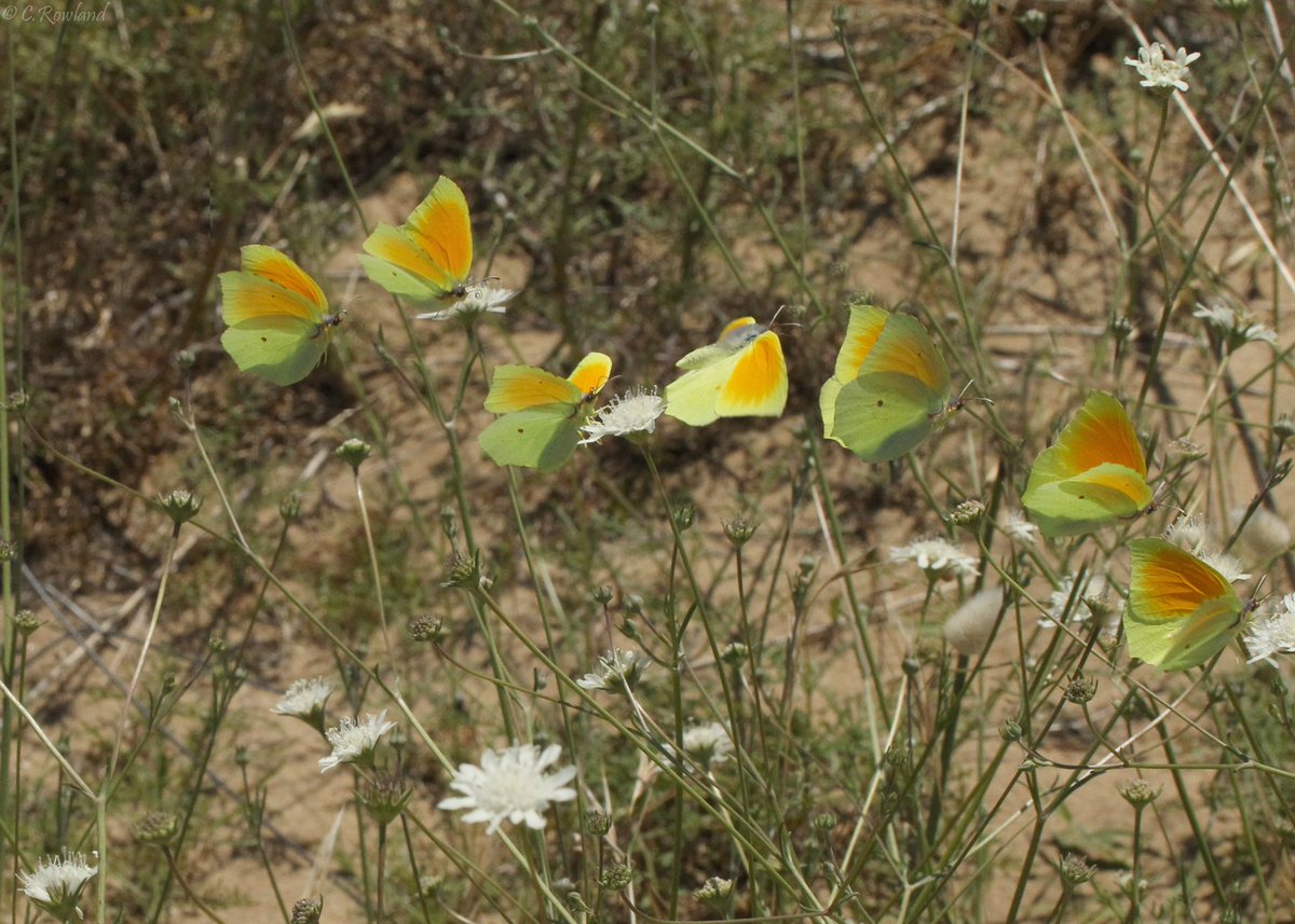 ChrisRoly's tweet photo. @Greenwings @europebutterfly @ukbutterflies Here's a sequence that I stitched together a few years ago, taken in Spain. https://t.co/uwwTm3g8fi