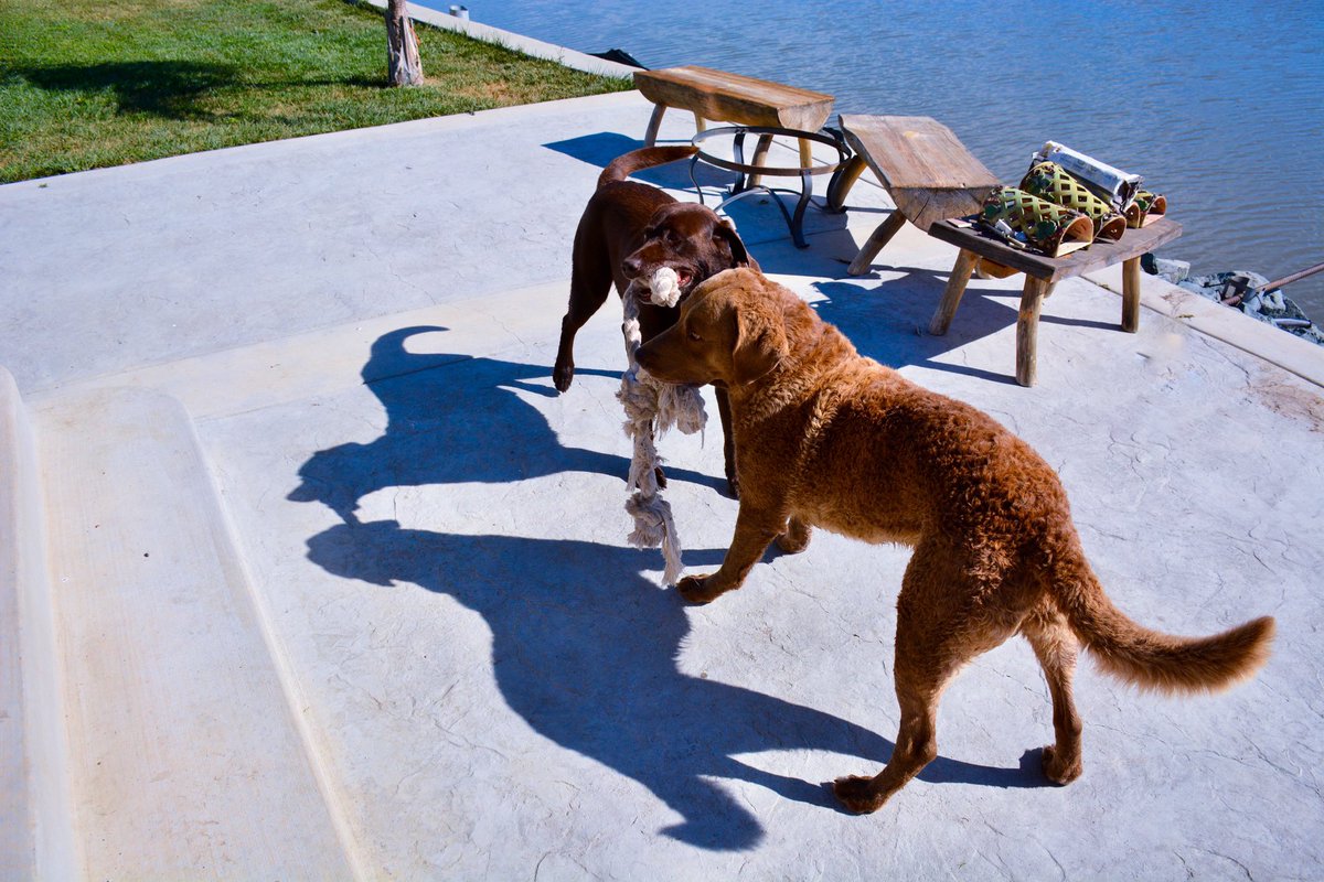These two are the best of friends. #DogsAreFamily #ClarksburgCalifornia #family #FridayVibes