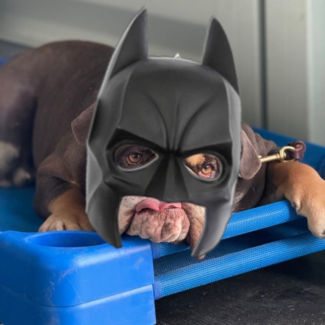 MooseCoinOnSol's tweet photo. LOL, Moose, we know it’s you! No need to hide behind the mask of Baatmaaan🦇. The more you hide your face, the harder it is for @grok to recognize you. At least show your handsome face so Grok can create a legendary picture of you with Mr. @DavidSacks ! 😂🐾❤️ https://t.co/aGPmoqK5om