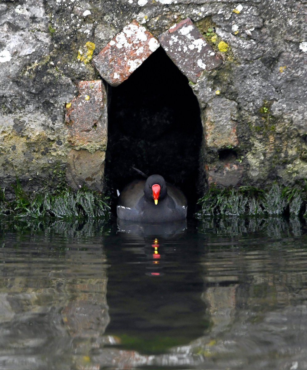 Carl Bovis tweet media