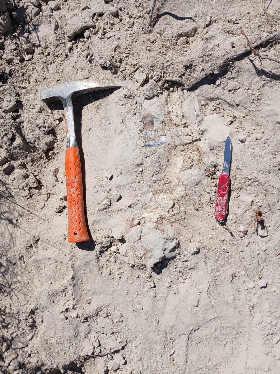 It is still #FossilFriday in Patagonia, so together with our Colombian intern Simón Santacruz we went to the Bryn Gwyn Geopark. In a couple of hours we found an ossicle of a marine turtle and a partial shell of a terrestrial one!
So, both turtle species known here!
Success!🐢✊🏻