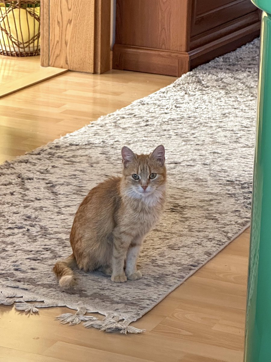 Wczoraj odszedł. 🥹 Serce boli, czemu nie mógł być dłużej z nami. Dlaczego tak nagle. 😭