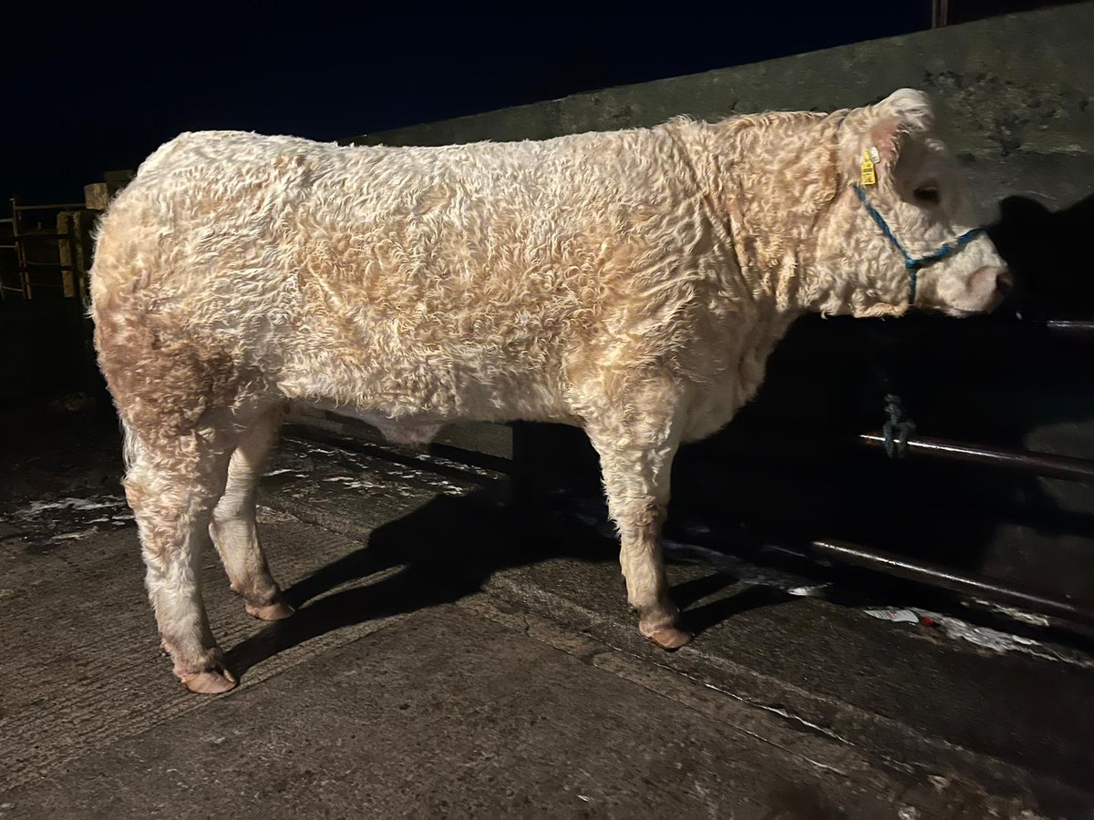 Cathal Gormley tweet media