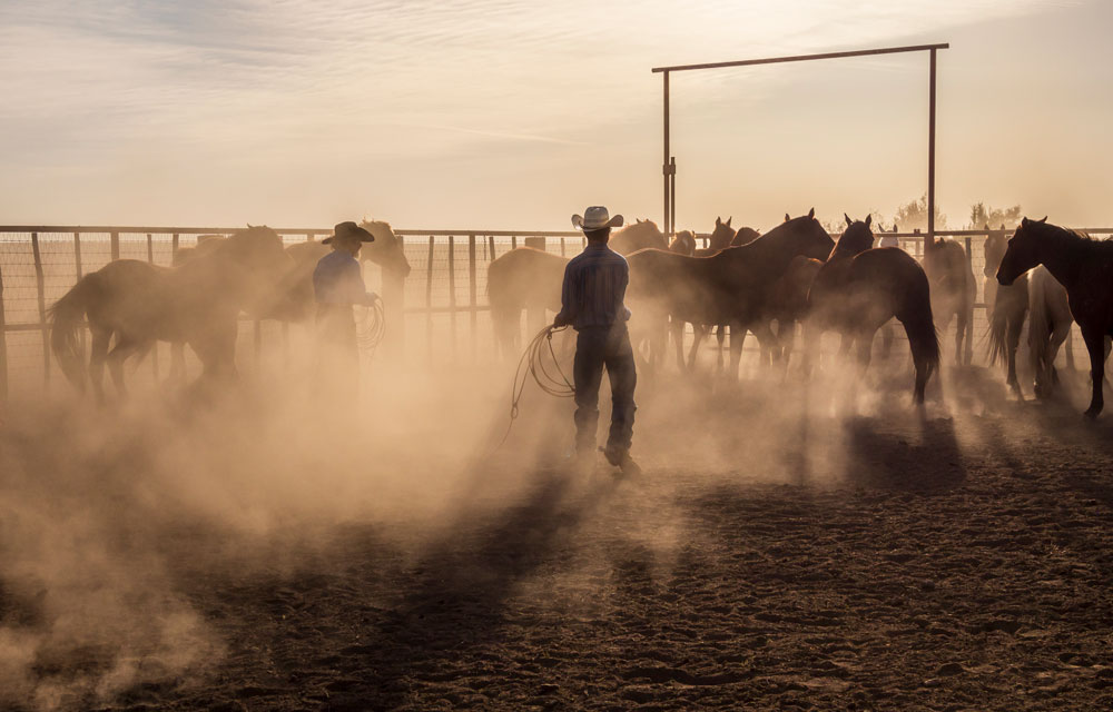 VisitAlpineTX's tweet photo. Congratulations to #alpinetxphotocontest finalist, "Remuda" by Larry Petterborg.
#alpinetx #alpinetexas #texastodo
You can see this picture, all the winners, and more on our website. https://t.co/qgR4wgMMP6 https://t.co/9y8PJCuwWq
