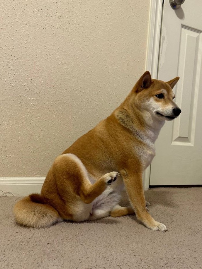 YumiOfficialCto's tweet photo. Just farted. lol. $YUMI https://t.co/iBEzC8nGOc