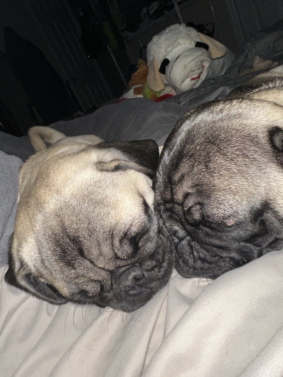 KristinaJulia2's tweet image. #Codependent #Pugs