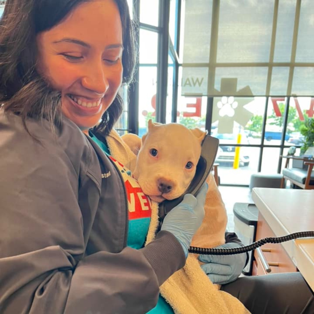 VEGERforpets's tweet image. Call and speak with a dog-tor anytime! 📞

📍VEG Greenville, SC

#vegolution #pethospital #open247