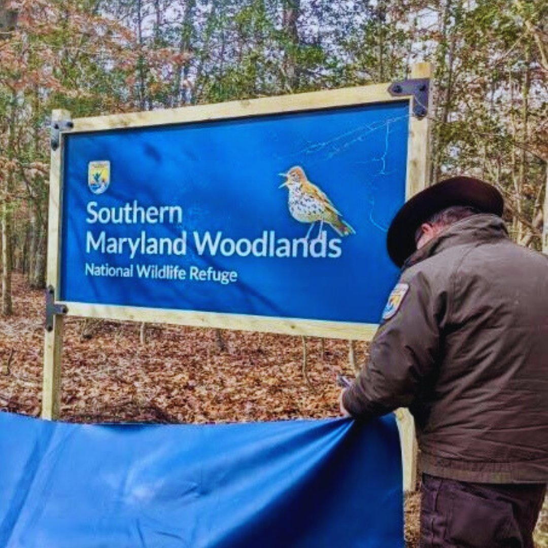 Nature_DCMD's tweet photo. 🌳 Exciting news! TNC’s Maryland/DC Chapter donated 31 acres near Nanjemoy, MD, to @USFWS, creating the Southern Maryland Woodlands National Wildlife Refuge, the 573rd unit of the NWR System! 🦇 This is the first of several donations that will protect over 300 acres of habitat. https://t.co/DUoeL79RUn