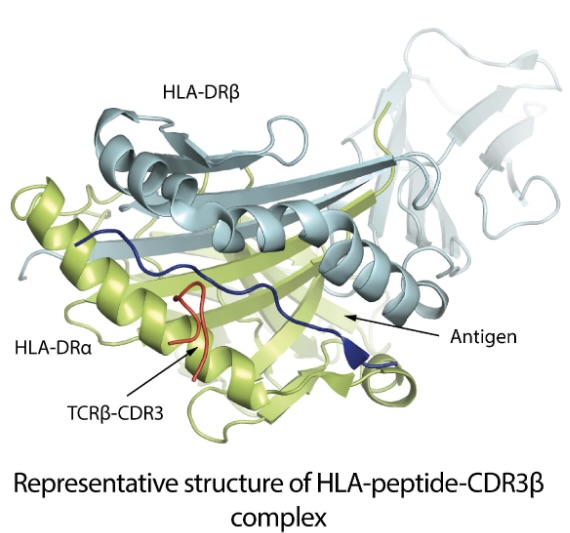 UF Diabetes Institute (@ufdiabetes) on Twitter photo <a href="/UFHealth/">UF Health</a> and <a href="/UniOslo/">Universitetet i Oslo</a> investigators analyzed #AIRRseq data from 2250 individuals using machine learning (ML) approaches, identifying T cell receptor motif-based biomarkers of #T1D. Click here to read more medrxiv.org/content/10.110…
<a href="/HelmsleyTrust/">Helmsley Charitable Trust</a> <a href="/NIAIDNews/">NIAID News</a> <a href="/puneet021192/">Puneet Rawat, PhD</a> <a href="/UFHealth/">UF Health</a> and <a href="/UniOslo/">Universitetet i Oslo</a> investigators analyzed #AIRRseq data from 2250 individuals using machine learning (ML) approaches, identifying T cell receptor motif-based biomarkers of #T1D. Click here to read more medrxiv.org/content/10.110…
<a href="/HelmsleyTrust/">Helmsley Charitable Trust</a> <a href="/NIAIDNews/">NIAID News</a> <a href="/puneet021192/">Puneet Rawat, PhD</a>