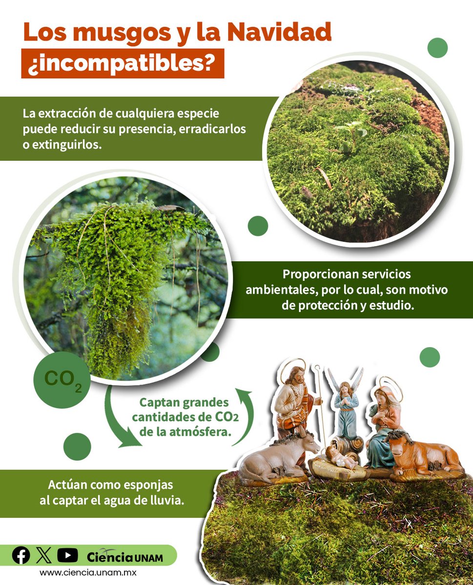 Ciencia_UNAM's tweet photo. #AmbienteyNaturaleza | Reflexionemos sobre el uso de los #musgos en los nacimientos navideños; aunque en nuestro país existen muchas especies, ¡su crecimiento se mide en centímetros o milímetros por año!
https://t.co/vc08WLZeSK https://t.co/76cYmUmb3B