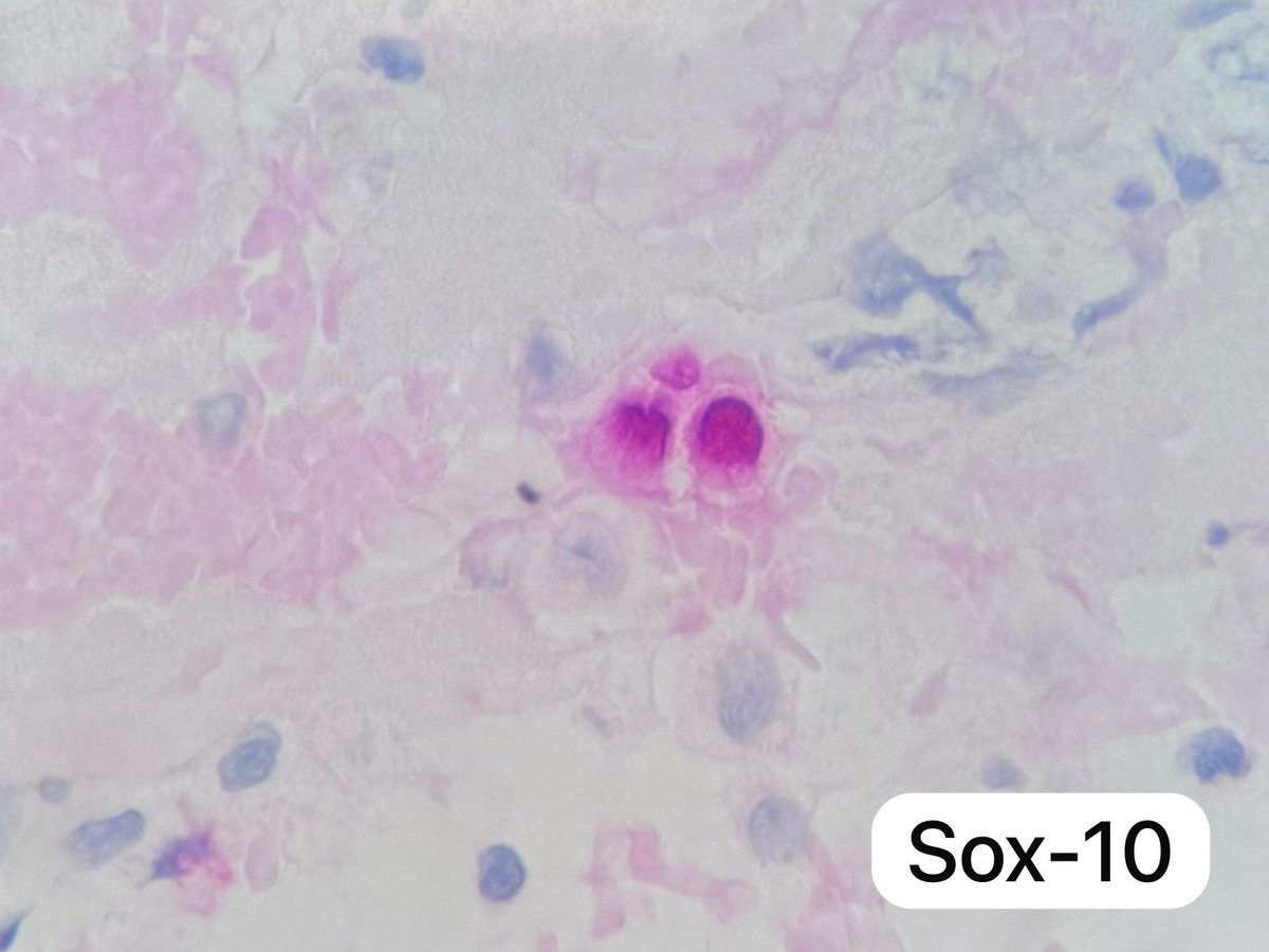 Mauro Saieg, MD, PhD, FIAC tweet media