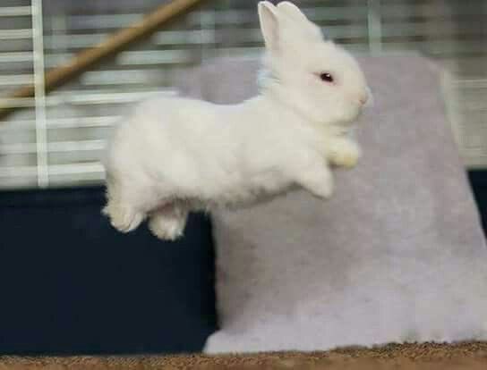 Bunnies's tweet photo. https://t.co/RJgiZnvR1g