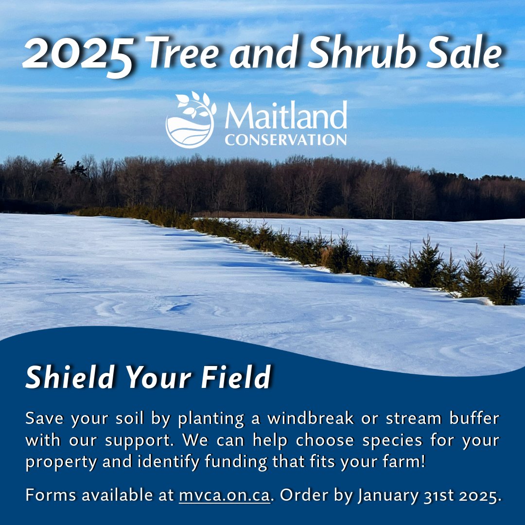 Maitland Conservation (@maitlandvalley) on Twitter photo Shield your field through our annual tree and shrub sale!
Reach out to trees@mvca.on.ca or call 519-335-3557 ext. 235 to find out how we can help. Order by January 31st, 2025. Spring pick-up at our admin centre in Wroxeter.
mvca.on.ca/stewardship-pr… Shield your field through our annual tree and shrub sale!
Reach out to trees@mvca.on.ca or call 519-335-3557 ext. 235 to find out how we can help. Order by January 31st, 2025. Spring pick-up at our admin centre in Wroxeter.
mvca.on.ca/stewardship-pr…