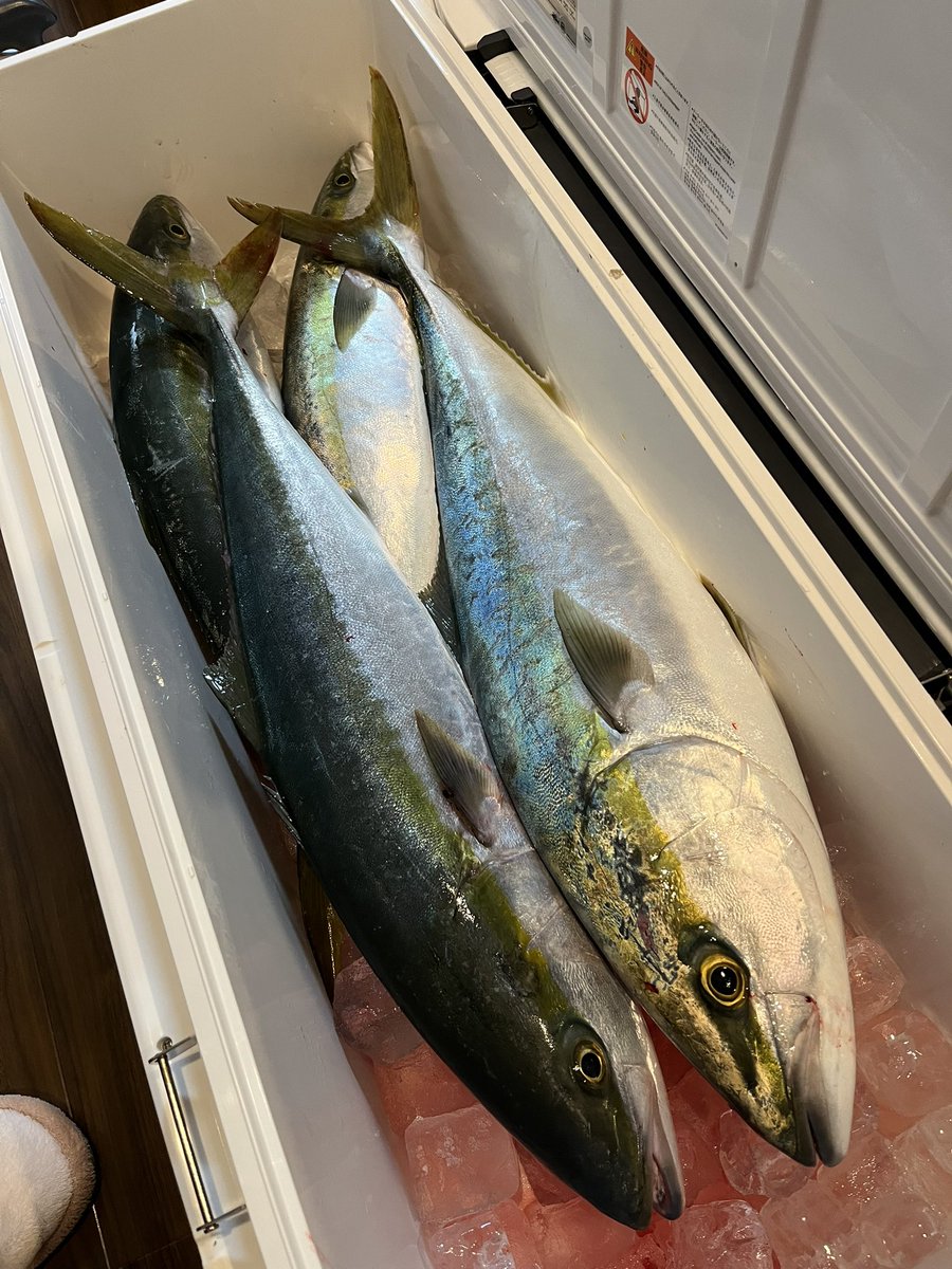 kuririn2008K's tweet photo. ブリトップ！
トップの釣りは最高に楽しいなー
最初釣れなくて焦ったけど、後半パターン掴んで連発して良かった✌️

#ラピード160F https://t.co/VkDuiK2dez