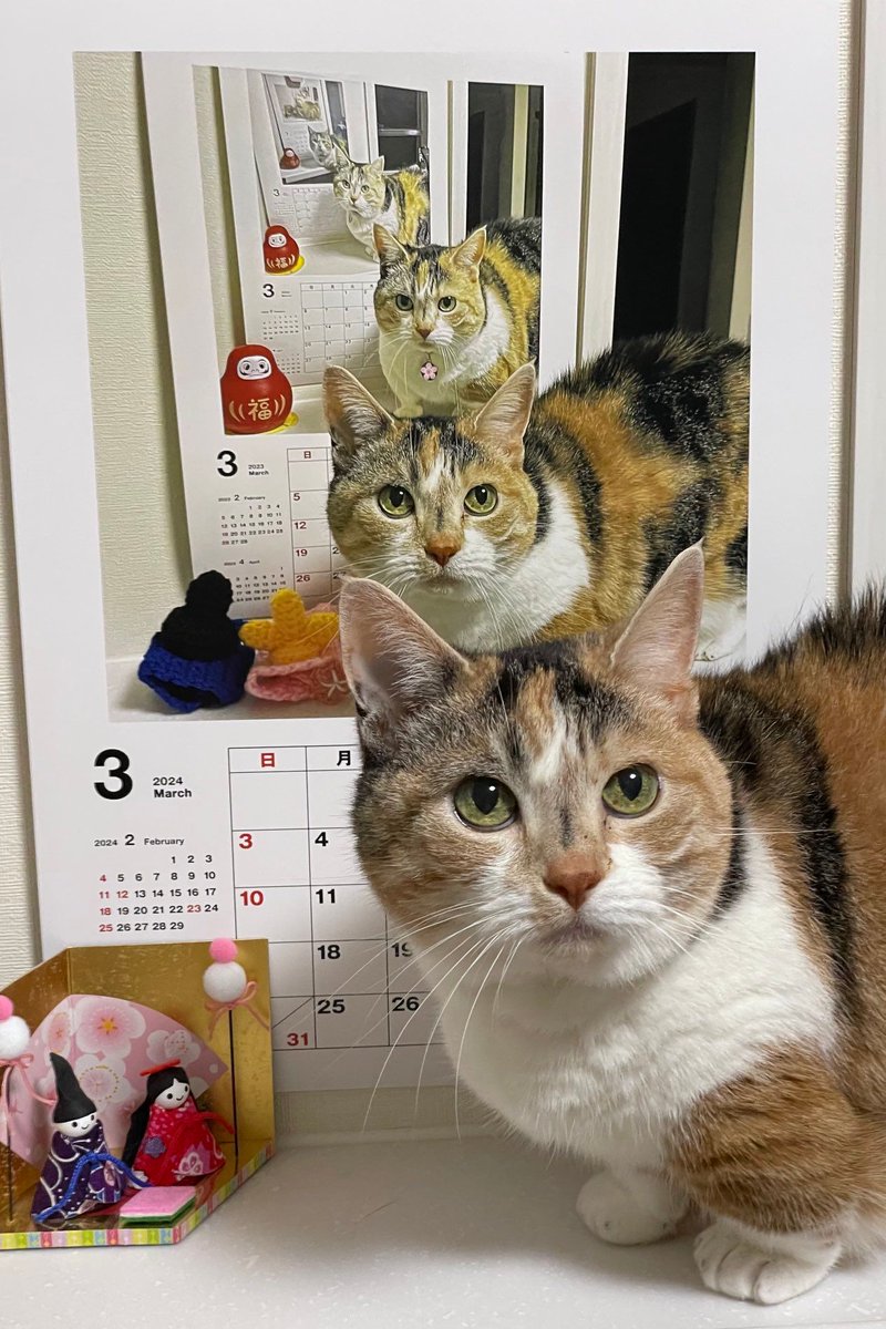 PostsOfCats's tweet photo. https://t.co/323o5FAEfC