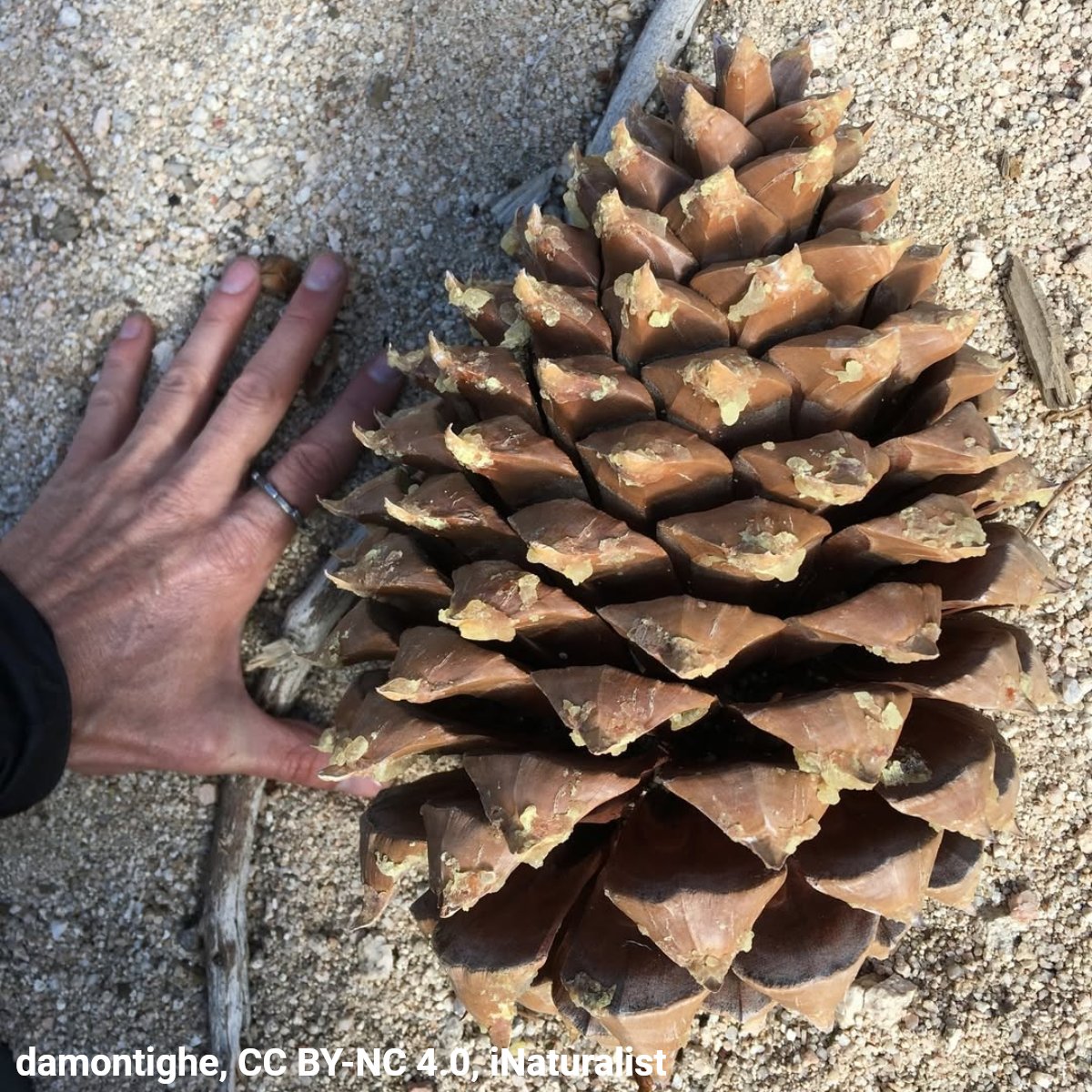 American Museum of Natural History tweet media