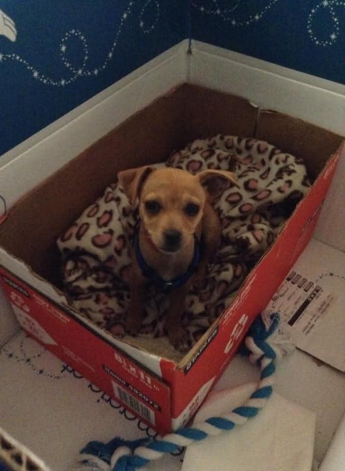 THY_ALCHEM1ST's tweet photo. @VexTheSunEater My doggo when she was just a pup https://t.co/1cUjDf1fQf