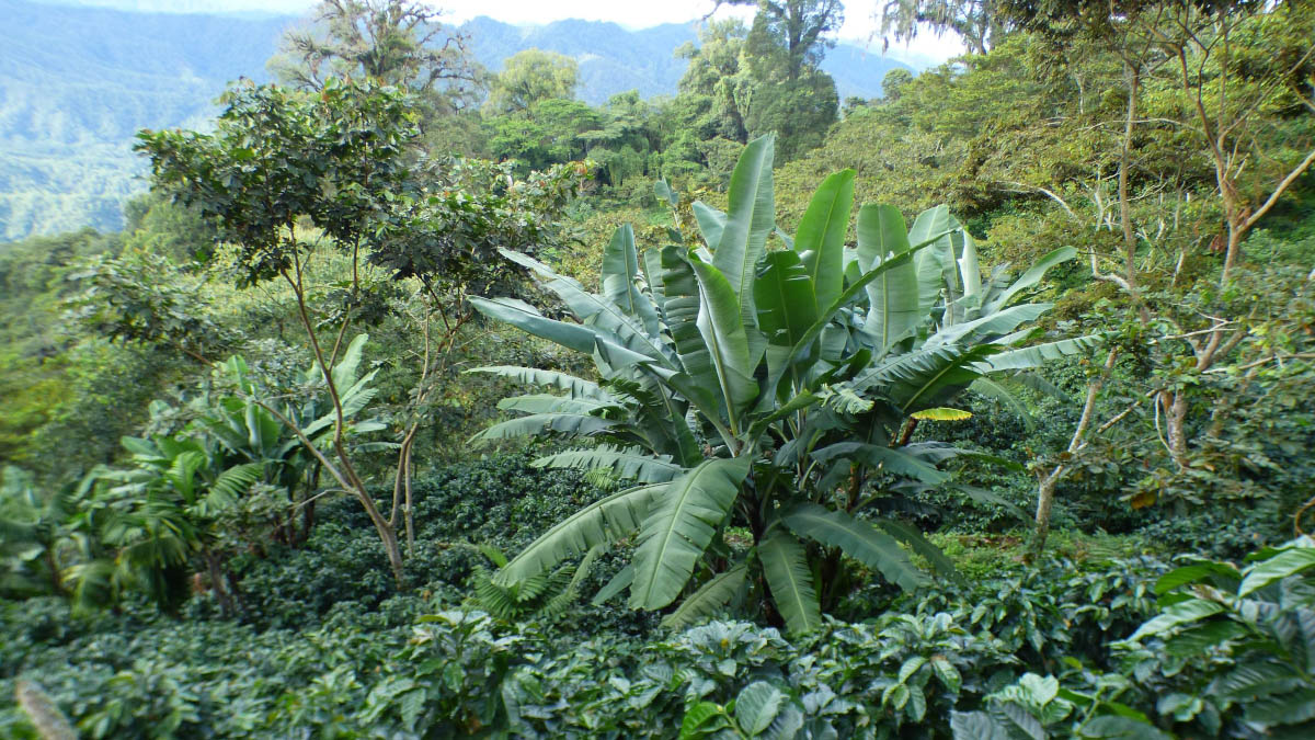 solidaridadMCA's tweet photo. 🌍☕ Solidaridad y LDC colaboran para llevar prácticas de #AgriculturaRegenerativa a 3,500 #caficultores en #México.
https://t.co/karLJig13k https://t.co/dxJSXlASKE