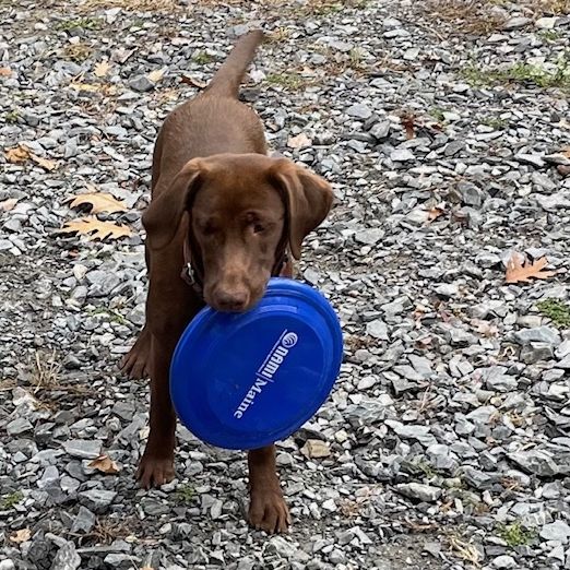 namimaine's tweet photo. Happy Furry Friend Friday! 🐾 What are you doing for fun today?

Our Community Engagement Manager's puppy, Violet is sharing the importance of PLAY for mental health! #FurryFriends #LabsOfInsta #FrisbeeFun #Play #SelfCare #Maine https://t.co/vhmMANMqpV