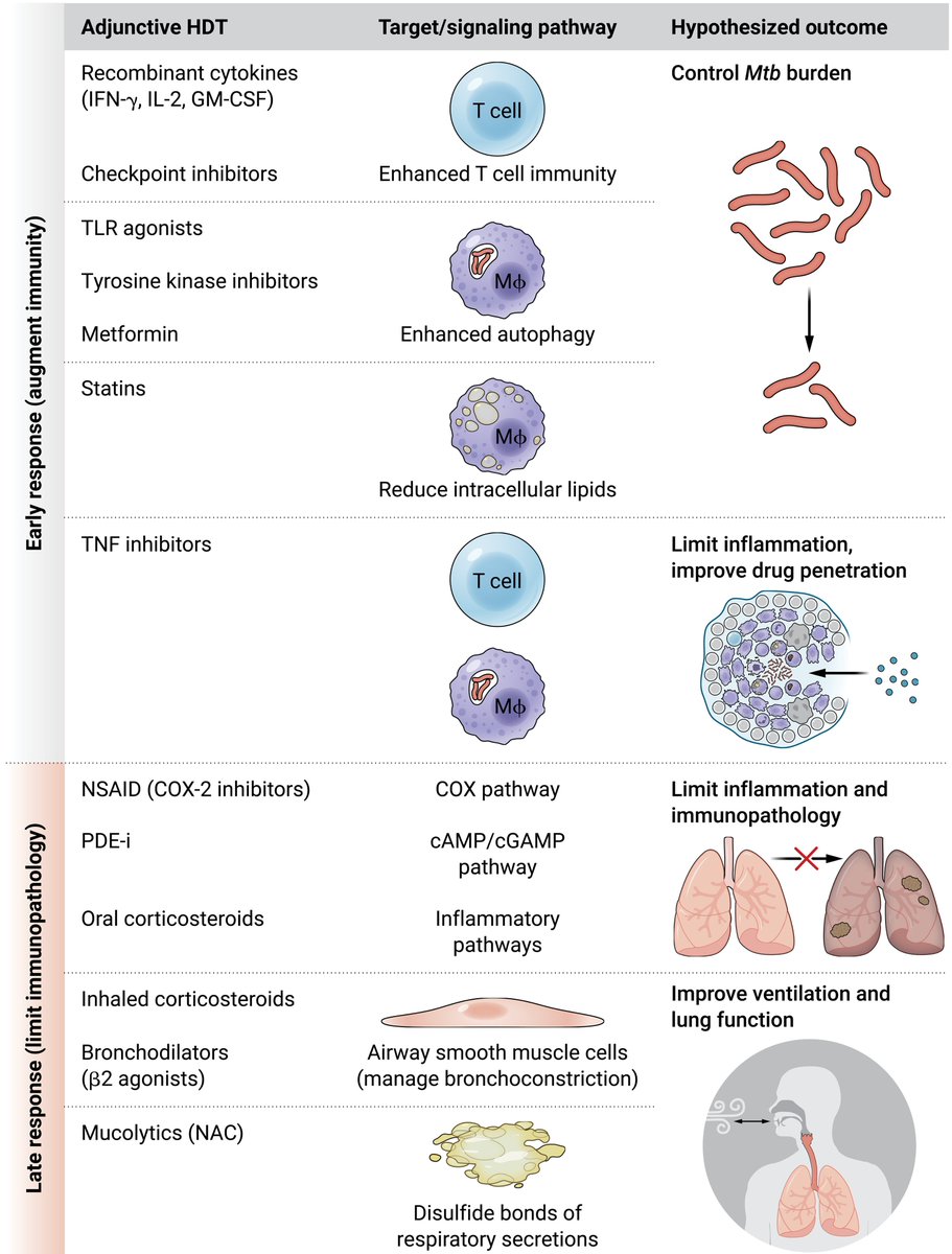 LabWaggoner's tweet photo. Review @SciImmunology 
The balance between protective and pathological immune responses shapes progression of Mycobacterium tuberculosis infection
https://t.co/9pzqfarslV https://t.co/GAueCRrQ6h