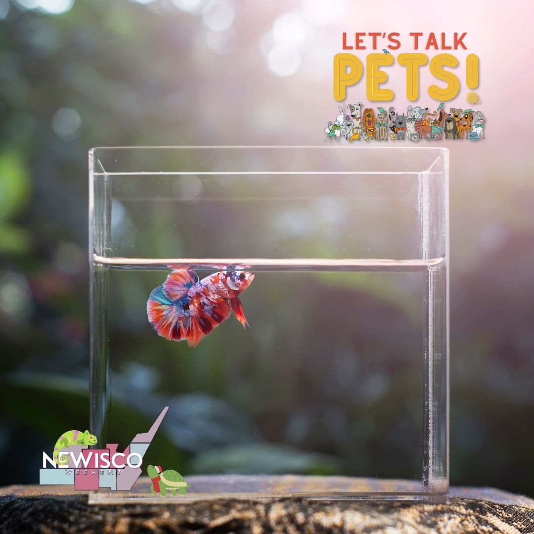 WISS (@wiss_radio) on Twitter photo This week’s issue goes to the dogs, cats, and all pets! w/ stories on:
🐕<a href="/aquatic_r/">J&R Aquatic Animal Rescue</a>
🐈How pets and people help each other
🐇<a href="/OshkoshHumaneSo/">OshkoshHumaneSociety</a> adoptees
🐢How pets deal with the cold + more!
Missed today? Tune in Sun on WISS & <a href="/WGBW979/">WGBW 97.9 FM</a> @ 11am or here:
civicmedia.us/shows/newisco-… This week’s issue goes to the dogs, cats, and all pets! w/ stories on:
🐕<a href="/aquatic_r/">J&R Aquatic Animal Rescue</a>
🐈How pets and people help each other
🐇<a href="/OshkoshHumaneSo/">OshkoshHumaneSociety</a> adoptees
🐢How pets deal with the cold + more!
Missed today? Tune in Sun on WISS & <a href="/WGBW979/">WGBW 97.9 FM</a> @ 11am or here:
civicmedia.us/shows/newisco-…