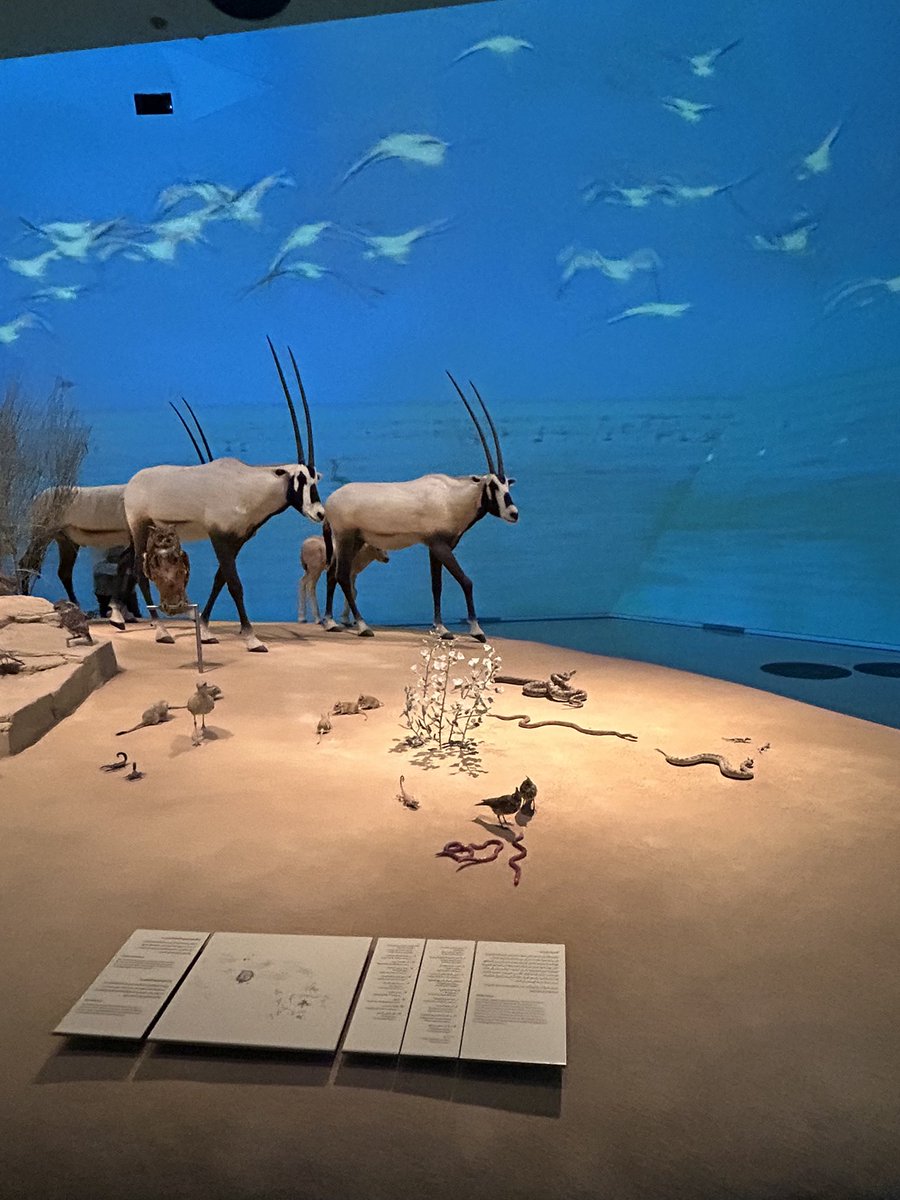 AsawariBapat's tweet photo. Great ambience and informative #Qatar #Museum #Arab #history #legacy with @bales_cabales @AABB #Qatardiaries #AsaTweets https://t.co/X9eI5sAw7x