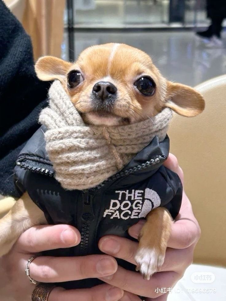 💖 (@twaniimals) on Twitter photo 