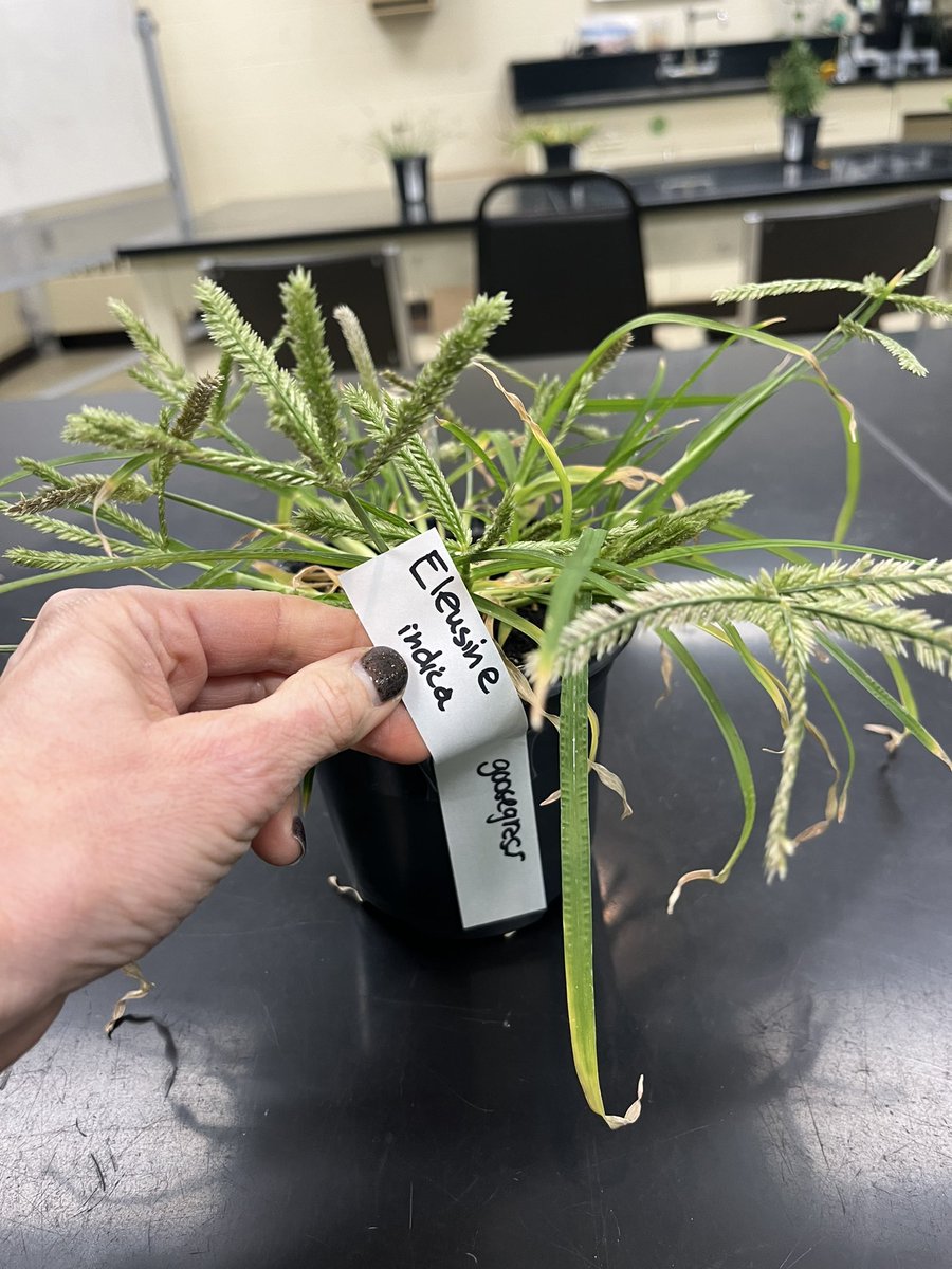 weedsciencenerd's tweet photo. Hanging out with my carefully curated #css226L weeds for turf school this week…oh yeah and LOTS of grading!! Productive week in the books 🥱 https://t.co/coI931CtrM