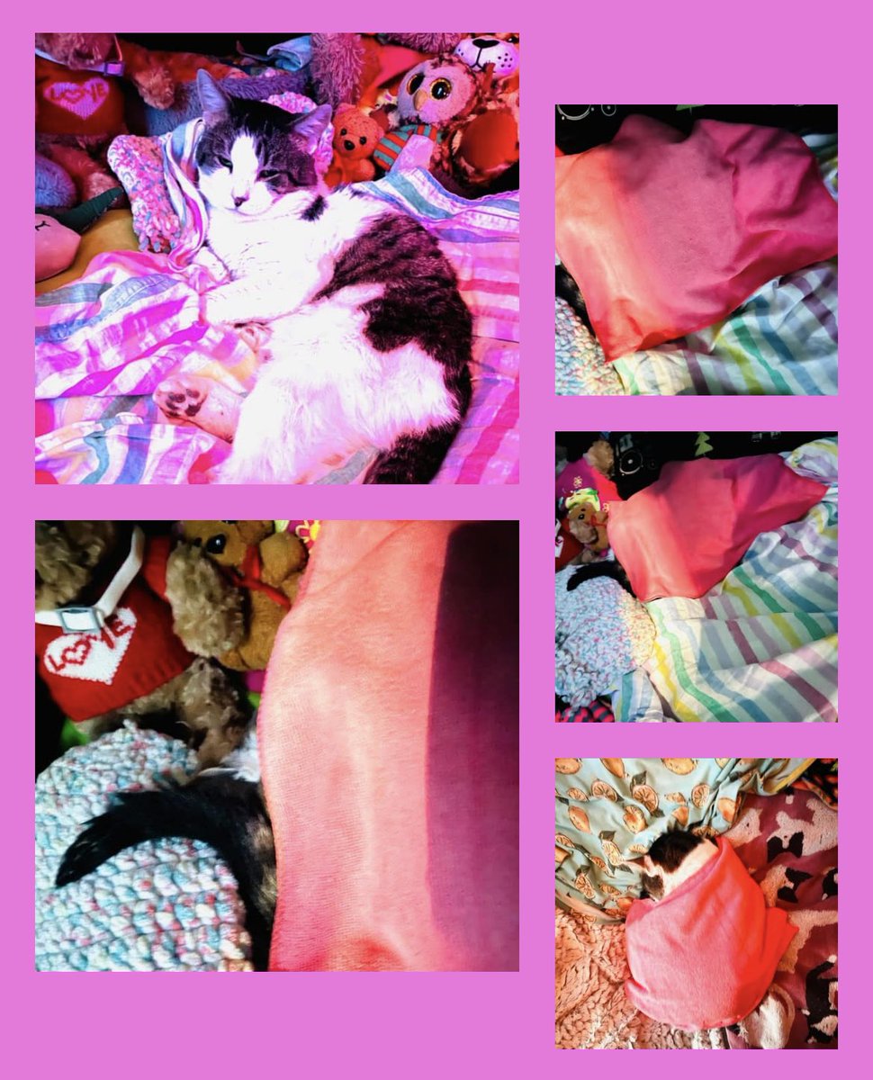 RosannaWright's tweet photo. 'Gentle Harry' - RoseJW 🌹🖤🎶
Still so overwhelmed by Harry's gentle nature.
#Harry #Harvest #InLove #Gentle #Happiness #NewLife #YogaCat #Obsessed #MySoul #StreetCat #Everything #EarthAngel #MostSweet #Gentle #Comfort #Safety #Pets #MentalHealth #CPTSD #RescueCat #NYC https://t.co/2yQOhxQMPa