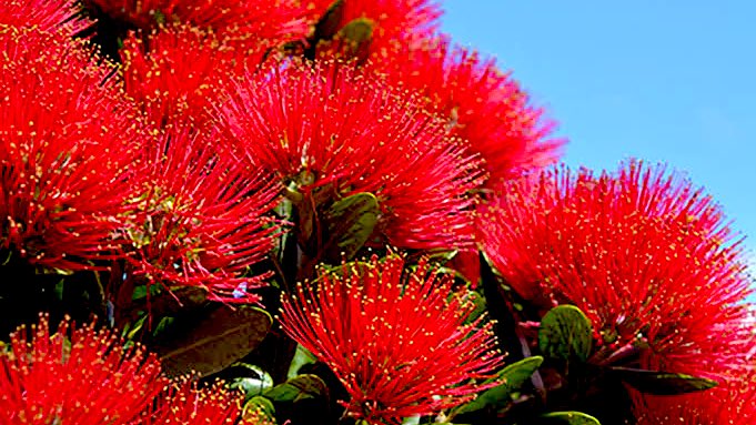 Ko Rehua ki te rangi, ko te puāwaitanga o te pōhutukawa ki te whenua. E tō ana te ihu o Hine Raumati. Tūturu, kua tae mai te hikuwai o te tau ☀️