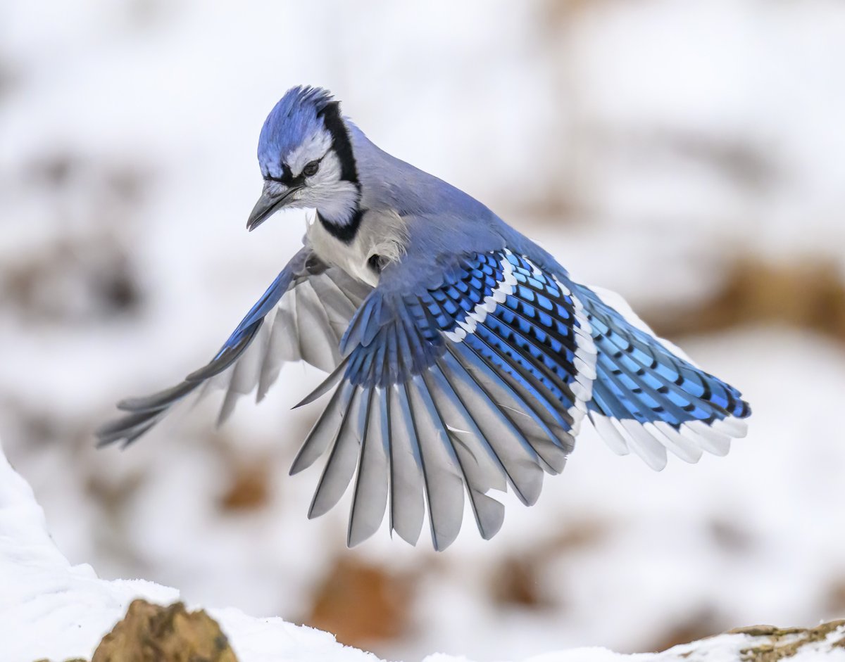 JocAPhotography's tweet photo. Blue Jay coming in for a landing. I love the blues on these birds 💙 https://t.co/oiuYPF1rR9
