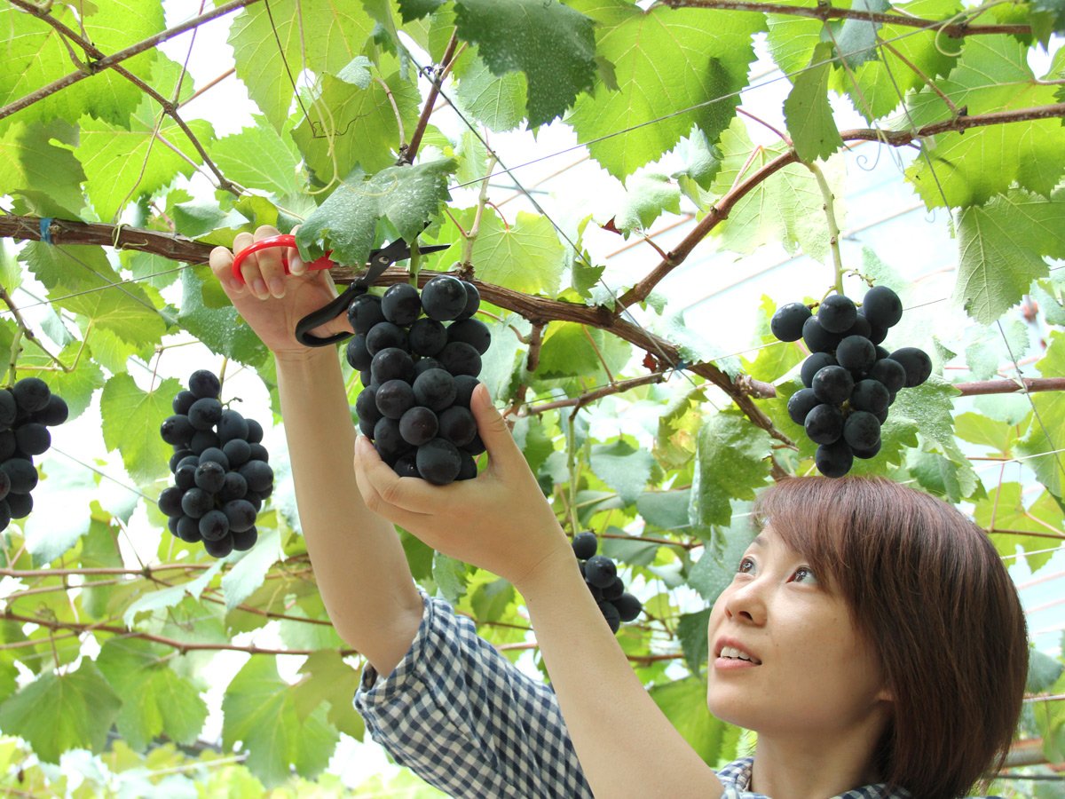 WinemakerConnor's tweet photo. 🍇It's "Fat Fruit Friday" (as the kids say)!

Today I'd like to share with you the Inazuman KYOHO GRAPE! 😲

Unlike our grapes here at the Winery, Kyoho Grapes are massive! 🤩🍇 And they're typically not used for wine. 
 
(First image = Kyoho Grape, second image = Wine grape!) https://t.co/yZAYWfQjG3