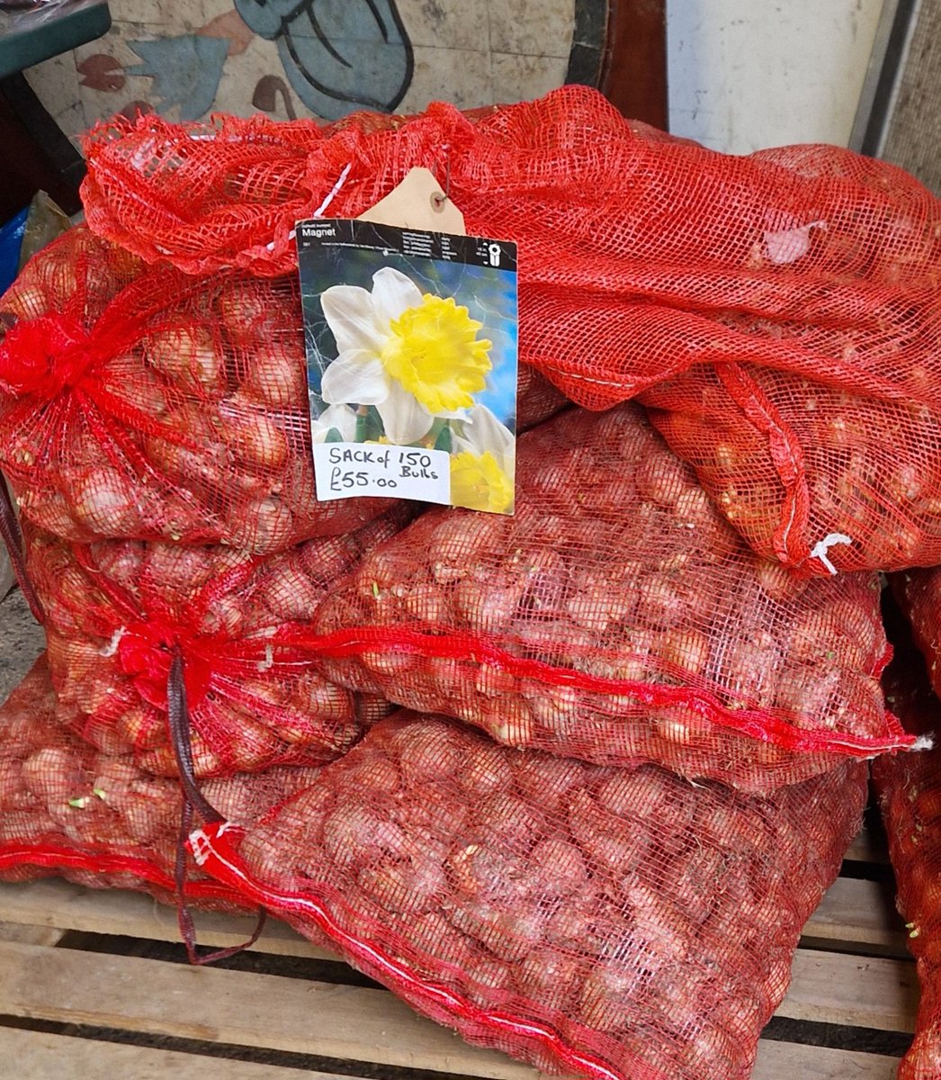 We have spare daffodils bulbs, thanks to the generosity of #JacquesAmand bulbs. If you are near Chiswick &amp; gardening in the public realm, get in touch. Plant up your tree pits...