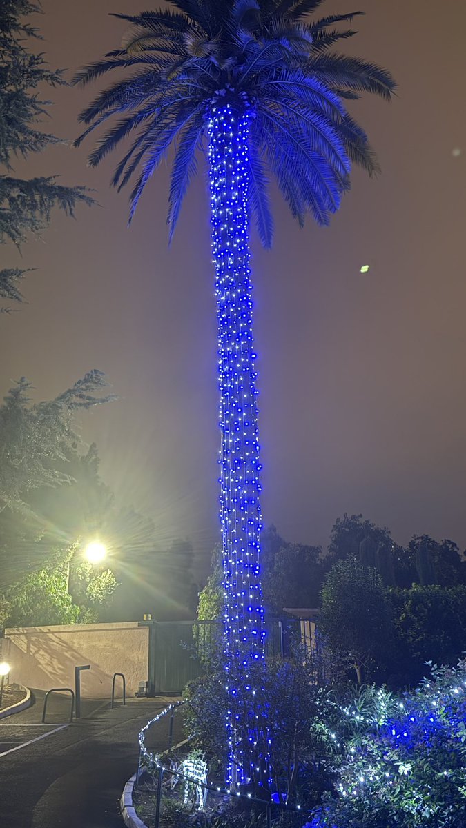 Maxime_fre's tweet photo. @Cannes_France @VisitCotedazur @villecannes Résidence CANNES LES PLAGES, nous aussi on fait briller notre palmier de 15m de haut, et même toute la résidence! @Cannes_France @davidlisnard @villecannes https://t.co/f2C9Qwbpbs