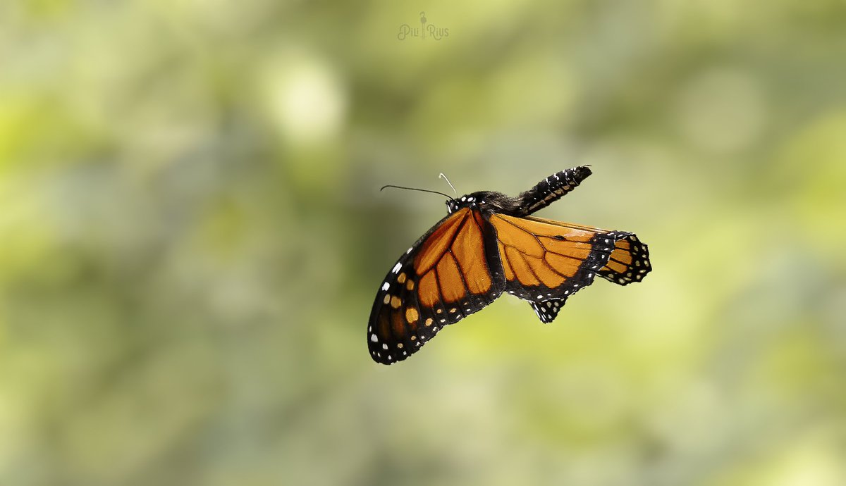 piliriuss's tweet image. Sweet dreams.  Vol d'una papallona Monarca . #deltadelebre #biodiversitat 🦋