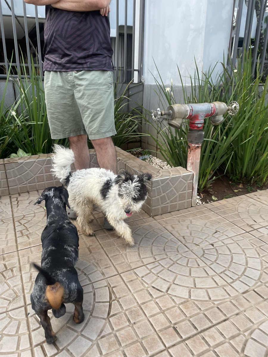pamelagirala's tweet photo. Mascota perdida se encuentra en san Vicente/ asuncion Por favor compartir porque debe tener dueño @edithortizg @salvandohocicos https://t.co/yNQW4foWDT