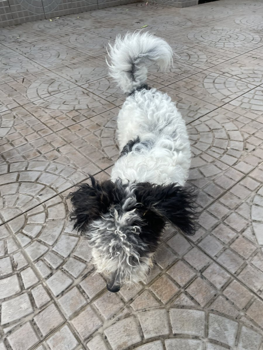 pamelagirala's tweet photo. Mascota perdida se encuentra en san Vicente/ asuncion Por favor compartir porque debe tener dueño @edithortizg @salvandohocicos https://t.co/yNQW4foWDT